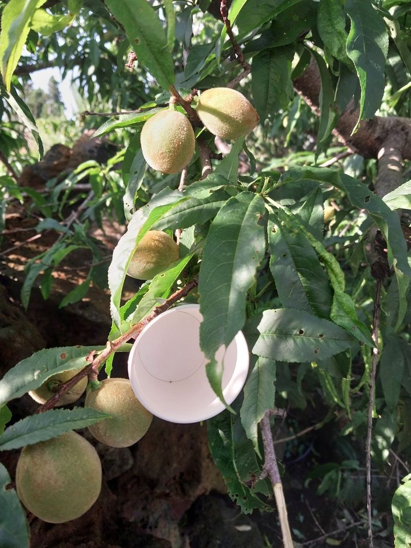 장터 상품 [개복숭아 10kg] 썸네일