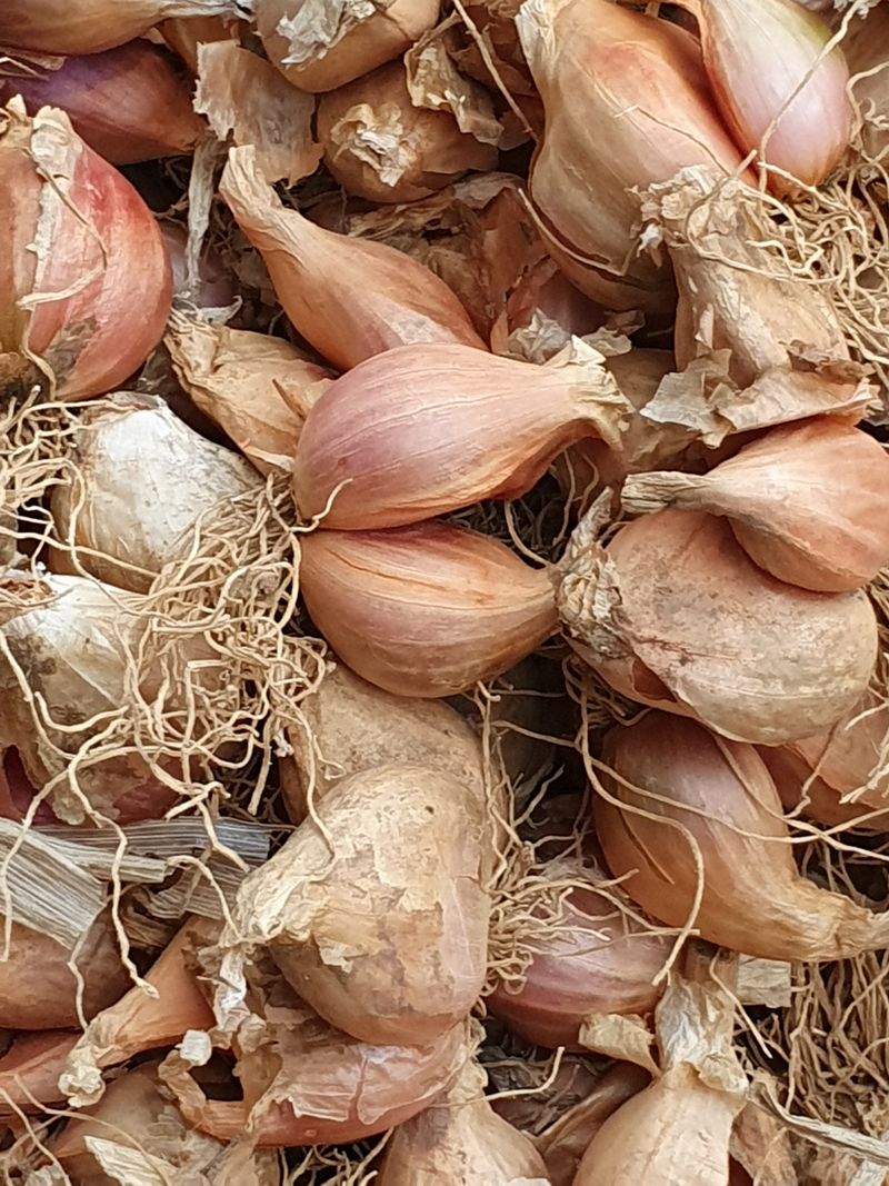 장터 상품 [쪽파종구] 썸네일