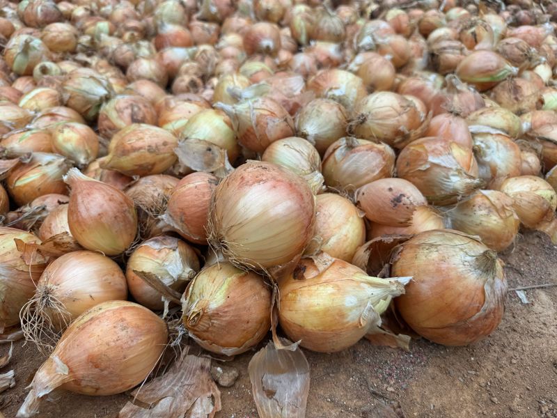 중근님님의 장터 판매 상품 [서산 황토 햇양파 10kg] 첨부 사진