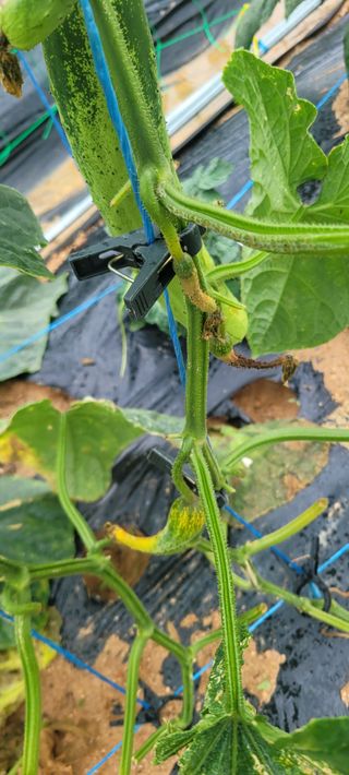 유진상님의 오이 · 병해충상담 작성글 사진