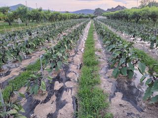 이시형님의 자유주제 · 자유게시판 작성글 사진