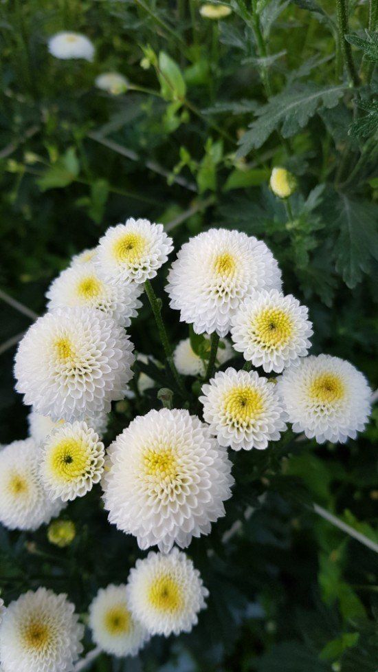 사랑꽃농장님의 장터 판매 상품 [50%국화8종8색 모종5세트(40개)] 첨부 사진