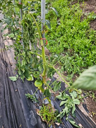 그린님의 자유주제 · 자유게시판 작성글 사진