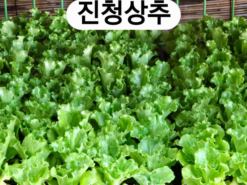 돼지파쪽파님의 장터 판매 상품 [여름상추 모종] 첨부 사진