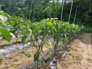 당근한개님의 자유주제 · 자유게시판 작성글 사진