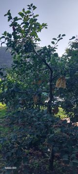 팜모닝 자유주제·자유게시판 게시글 이미지