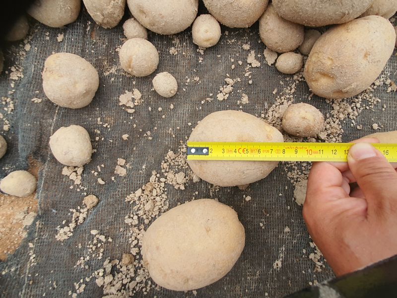 그린팜님의 장터 판매 상품 [수미감자 20kg] 첨부 사진