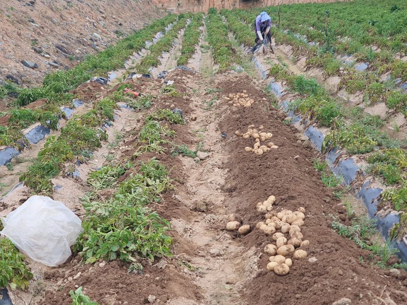 그린팜님의 장터 판매 상품 [수미감자 20kg] 첨부 사진
