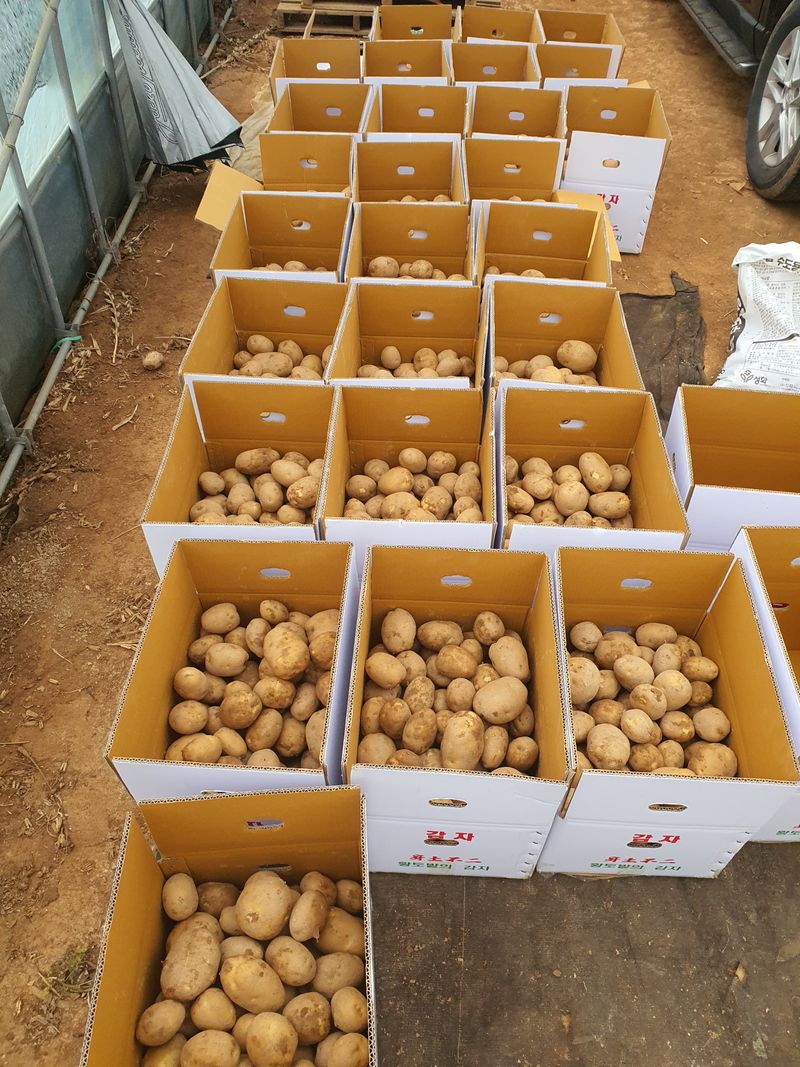 장터 상품 [수미감자 20kg] 썸네일