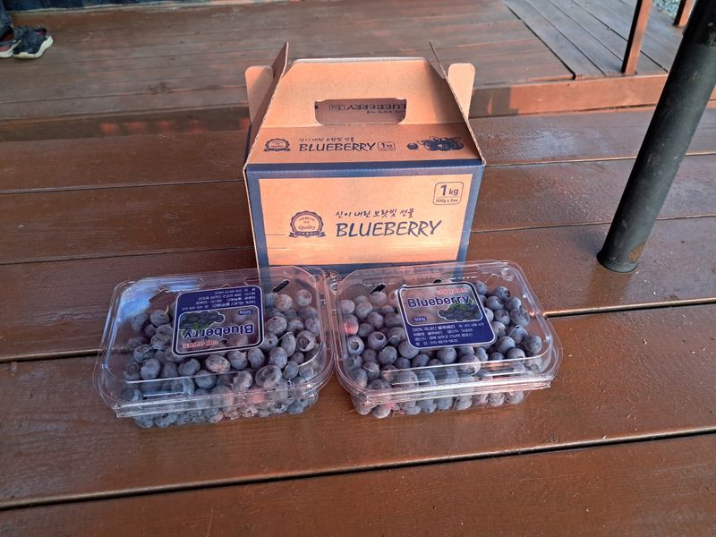 불루베리님의 장터 판매 상품 [블루베리 ] 첨부 사진