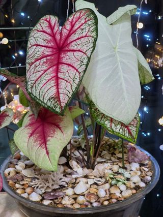 황철환님의 자유주제 · 자유게시판 작성글 사진