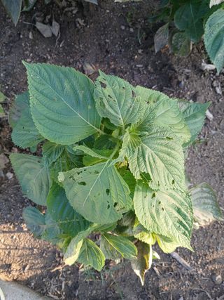 할아버지초보농사꾼님의 자유주제 · 자유게시판 작성글 사진