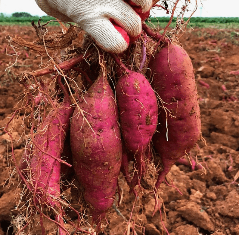 장터 상품 [해남 꿀밤고구마 ] 썸네일