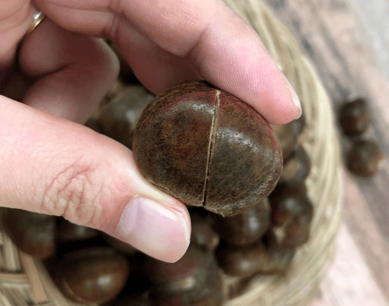 스피드번님의 장터 판매 상품 [약단밤] 첨부 사진