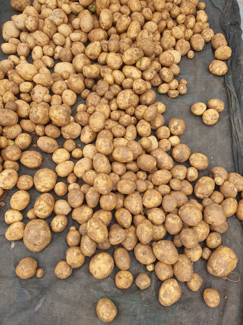 그린팜님의 장터 판매 상품 [수미감자 20kg] 첨부 사진