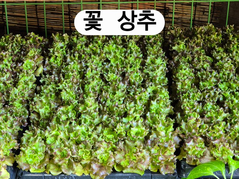 돼지파쪽파님의 장터 판매 상품 [여름상추 모종] 첨부 사진