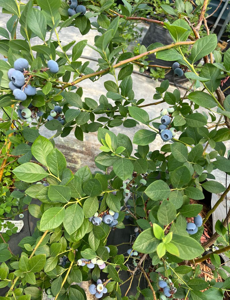 김재우님의 장터 판매 상품 [25년 블루베리 판매합니다(판매완료)] 첨부 사진