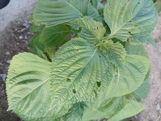 할아버지초보농사꾼님의 자유주제 · 자유게시판 작성글 사진