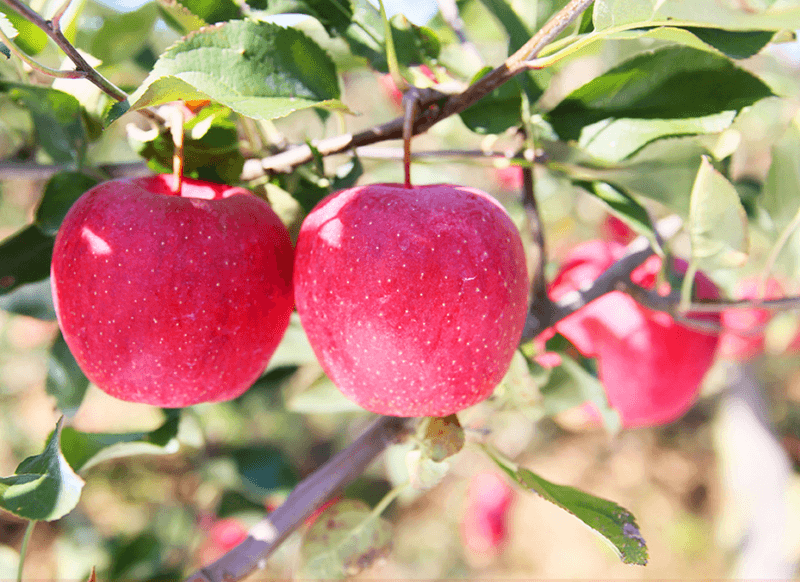 스피드번님의 장터 판매 상품 [(정품) 부사사과] 첨부 사진