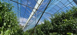 달맛햇복숭아농원님의 자유주제 · 자유게시판 작성글 사진