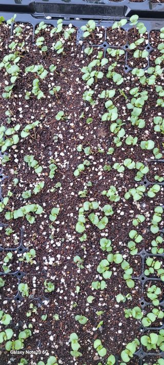 가루개님의 자유주제 · 자유게시판 작성글 사진