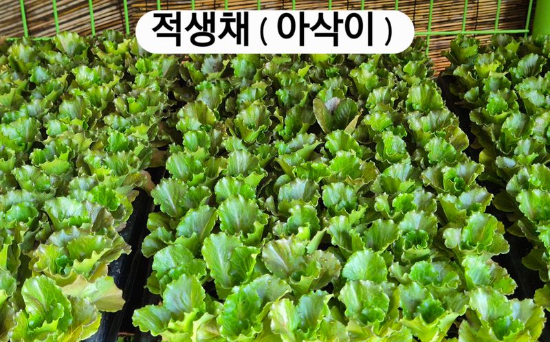 돼지파쪽파님의 장터 판매 상품 [여름상추 모종] 첨부 사진