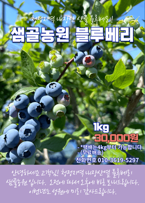 장터 상품 [블루베리 1kg] 썸네일