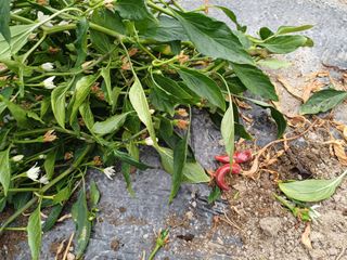 송곡농원님의 자유주제 · 자유게시판 작성글 사진