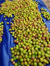 팜모닝 · 게시글 이미지