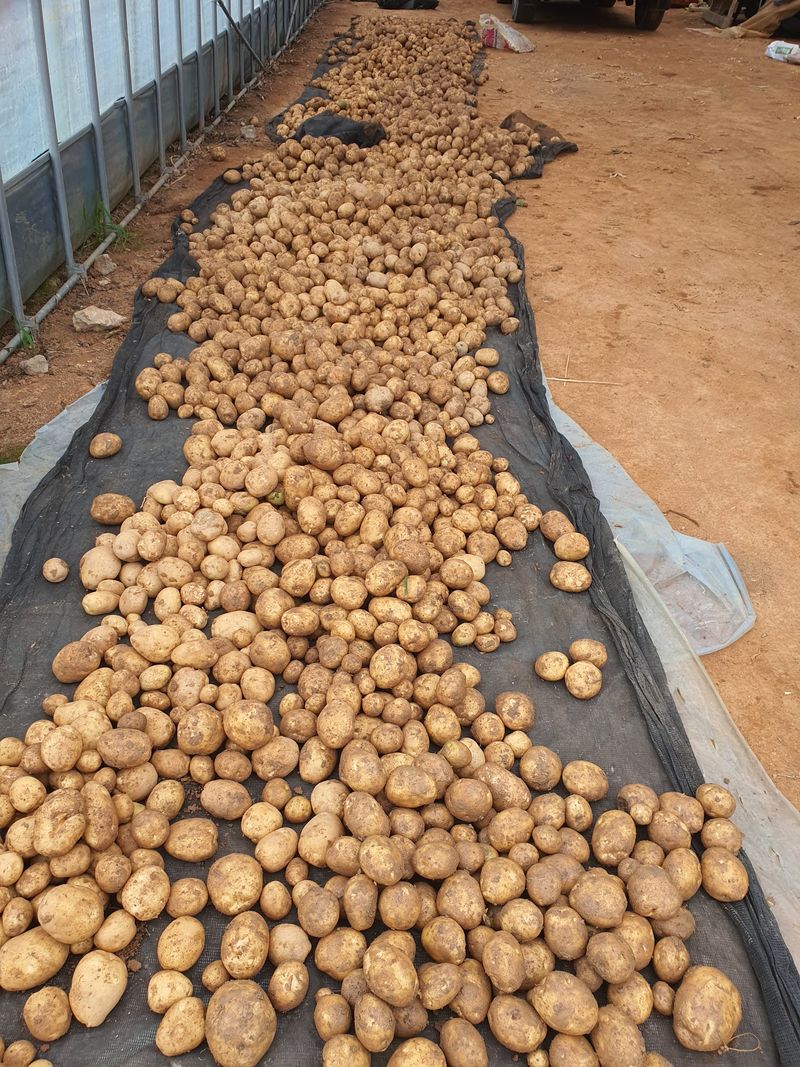 그린팜님의 장터 판매 상품 [수미감자 20kg] 첨부 사진