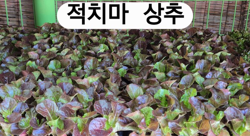 돼지파쪽파님의 장터 판매 상품 [여름상추 모종] 첨부 사진