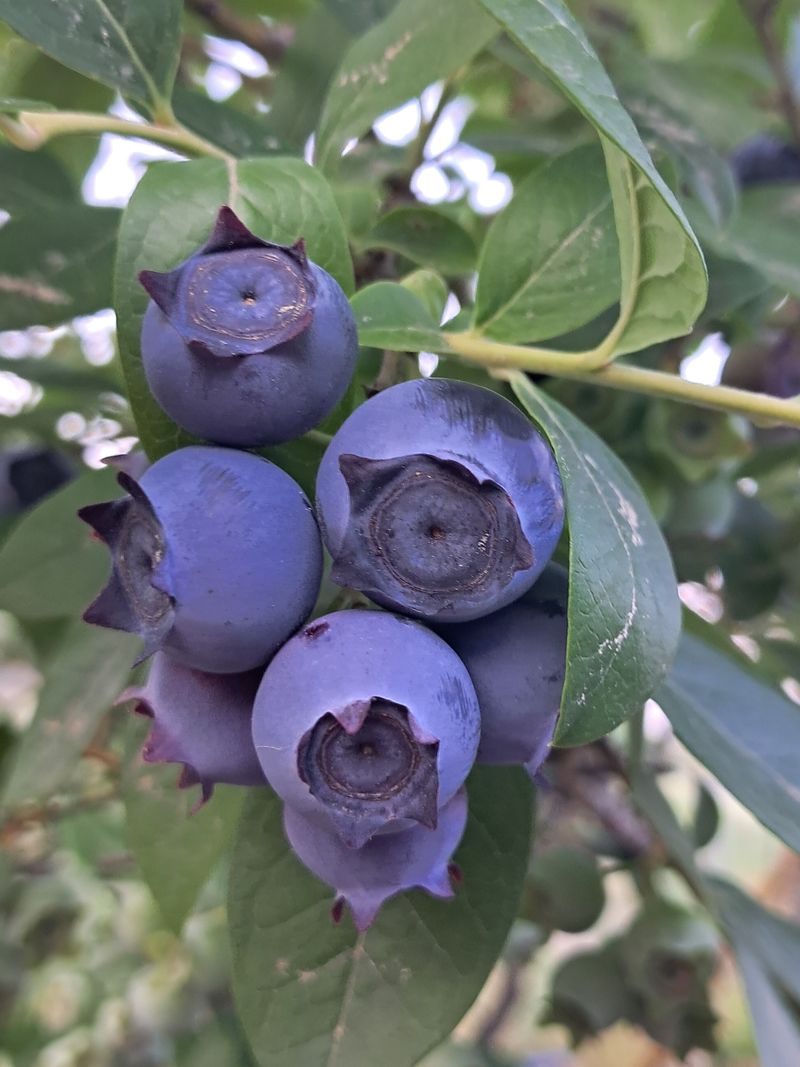 장터 상품 [블루베리 ] 썸네일