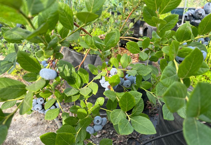 김재우님의 장터 판매 상품 [25년 블루베리 판매합니다(판매완료)] 첨부 사진