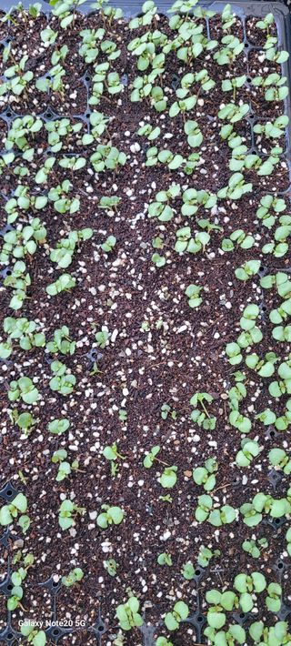 가루개님의 자유주제 · 자유게시판 작성글 사진