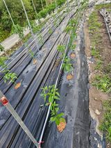 팜모닝 자유주제·자유게시판 게시글 이미지