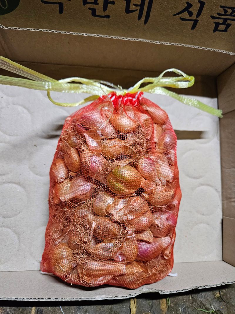 김경옥님의 장터 판매 상품 [쪽파종자1kg-판매완료] 첨부 사진