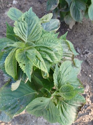 할아버지초보농사꾼님의 자유주제 · 자유게시판 작성글 사진