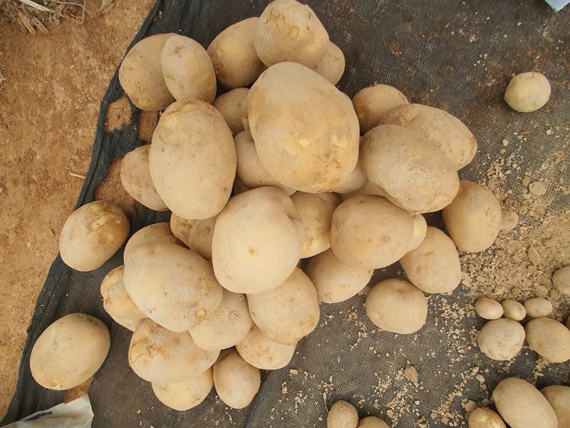 그린팜님의 장터 판매 상품 [수미감자 20kg] 첨부 사진