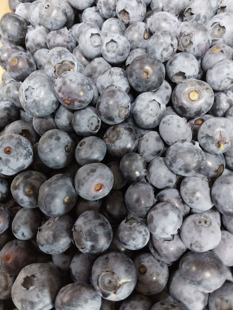 블루베리민병례님의 장터 판매 상품 [블루베리 1kg] 첨부 사진