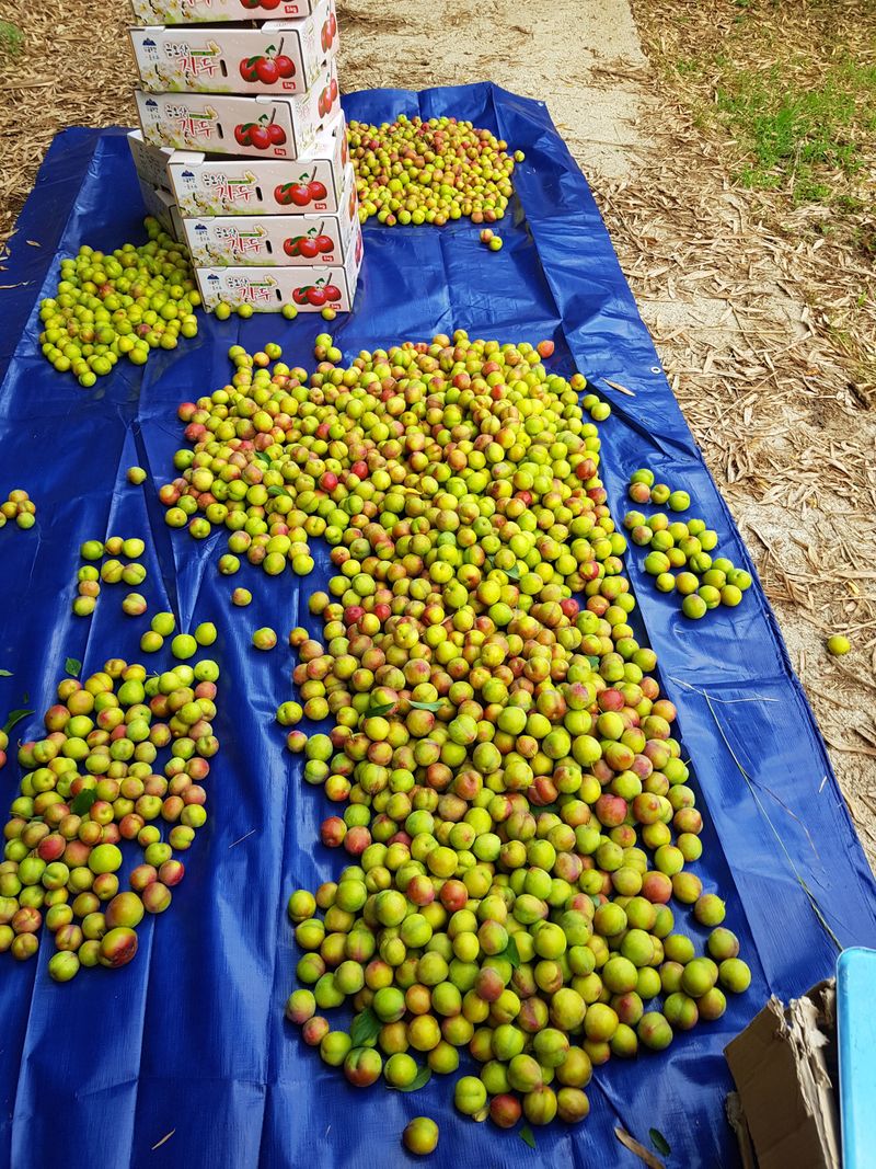 김경희님의 장터 판매 상품 [대석자두5k] 첨부 사진