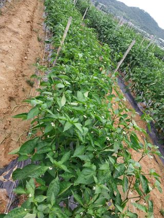 영수농원님의 자유주제 · 자유게시판 작성글 사진