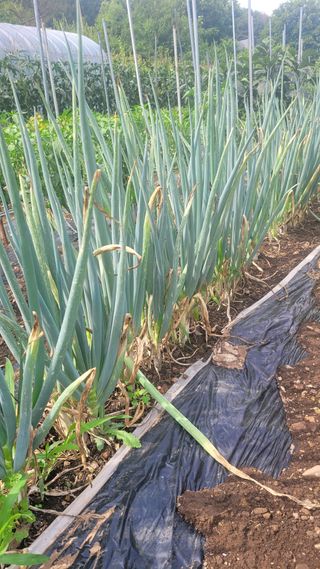 최병서님의 농사, 무엇이든 물어보세요! · 참여글 작성글 사진