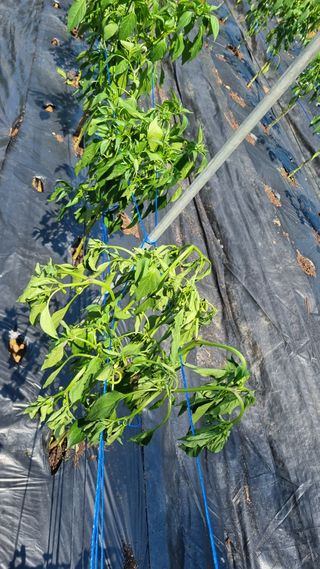 멋진돌쇠님의 농사, 무엇이든 물어보세요! · 참여글 작성글 사진