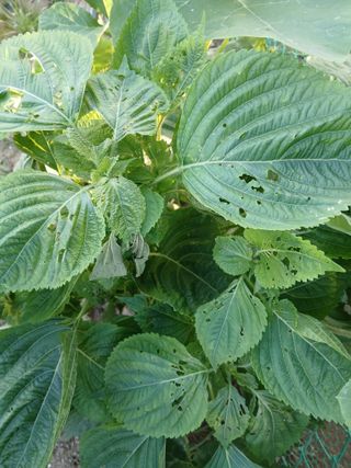 할아버지초보농사꾼님의 자유주제 · 자유게시판 작성글 사진