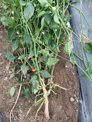 송곡농원님의 자유주제 · 자유게시판 작성글 사진