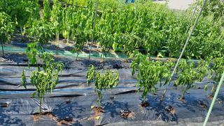 멋진돌쇠님의 농사, 무엇이든 물어보세요! · 참여글 작성글 사진