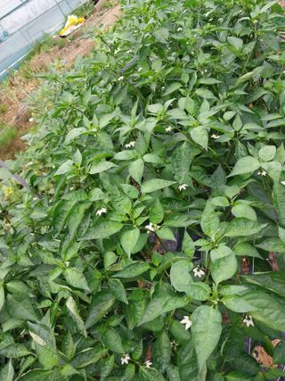 영수농원님의 자유주제 · 자유게시판 작성글 사진