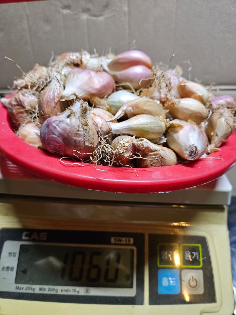 장터 상품 [쪽파종자1kg-판매완료] 썸네일