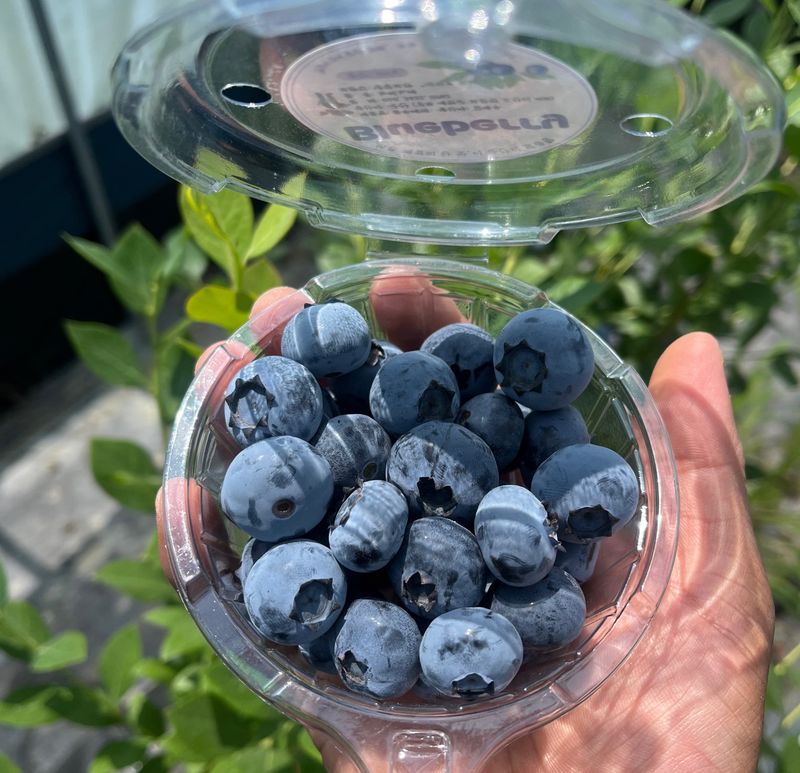 김재우님의 장터 판매 상품 [25년 블루베리 판매합니다(판매완료)] 첨부 사진