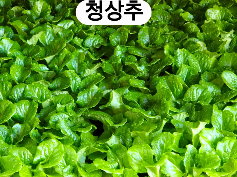 장터 상품 [여름상추 모종] 썸네일